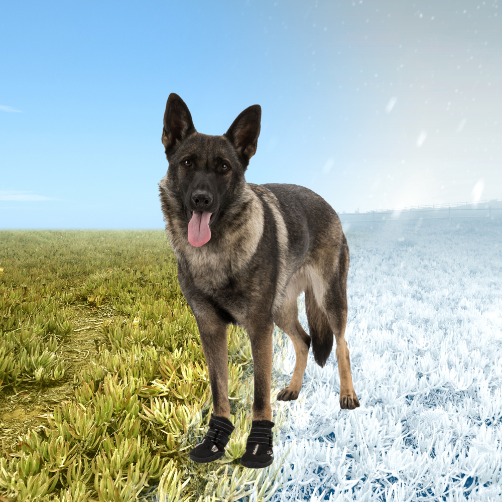 Ботинки для собак Walker Active, 2 шт. Trixie