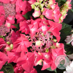 Flame Hot Pink'/ Флэйм Хот Пинк (Стандарт поставки Р9)2025г.