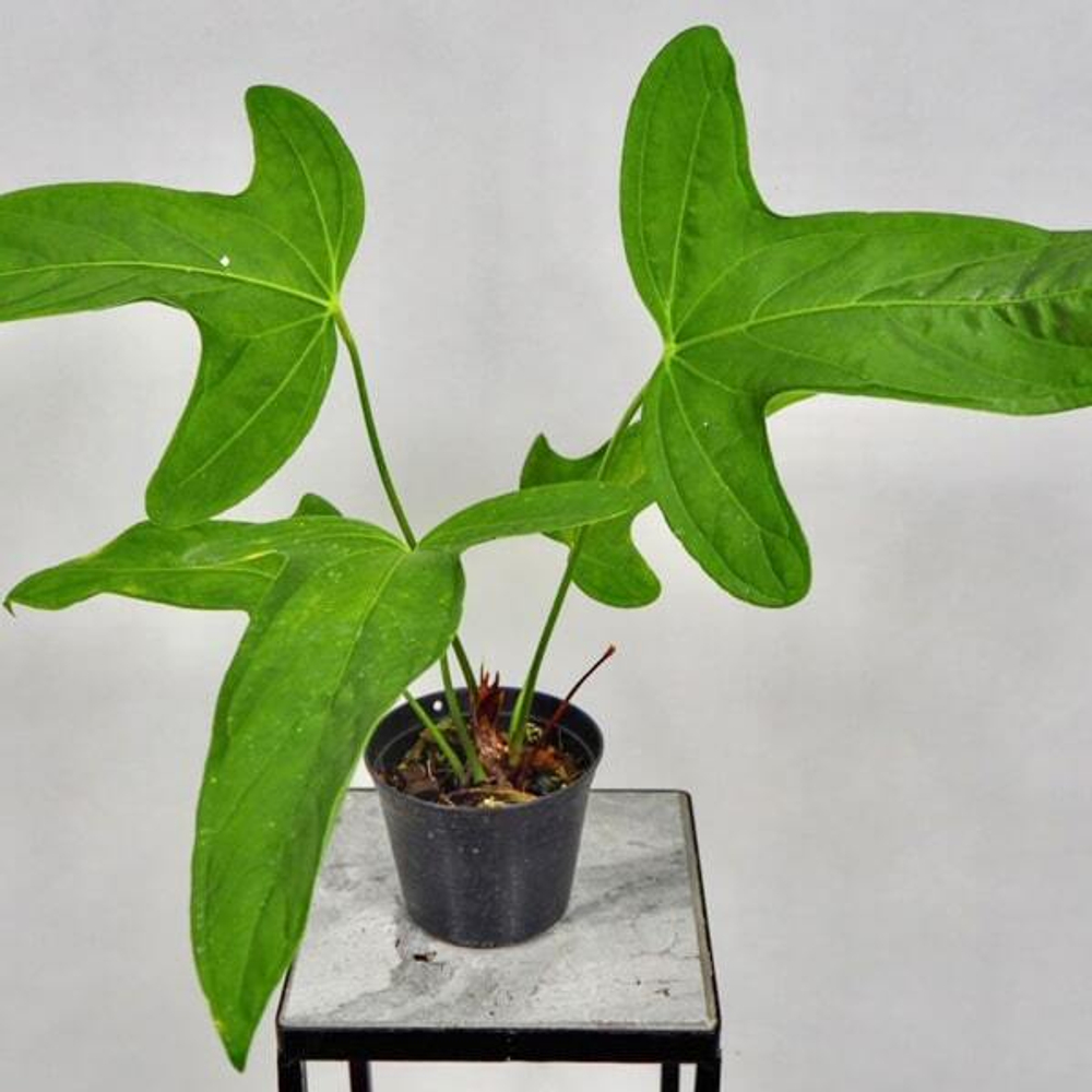 Антуриум SUBSIGNATUM AFF