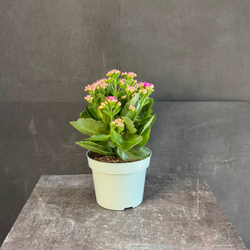Каланхоэ Блоссфельда (Kalanchoe blossfeldiana) розовое