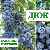 Голубика высокорослая ДЮК С3 Закупка М44 наличие 2026