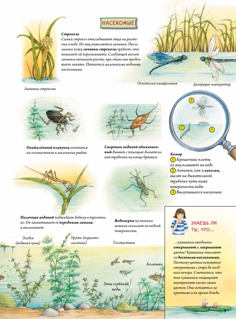 Животные и растения рек, озёр и морей. BIObook А. Толмачёва