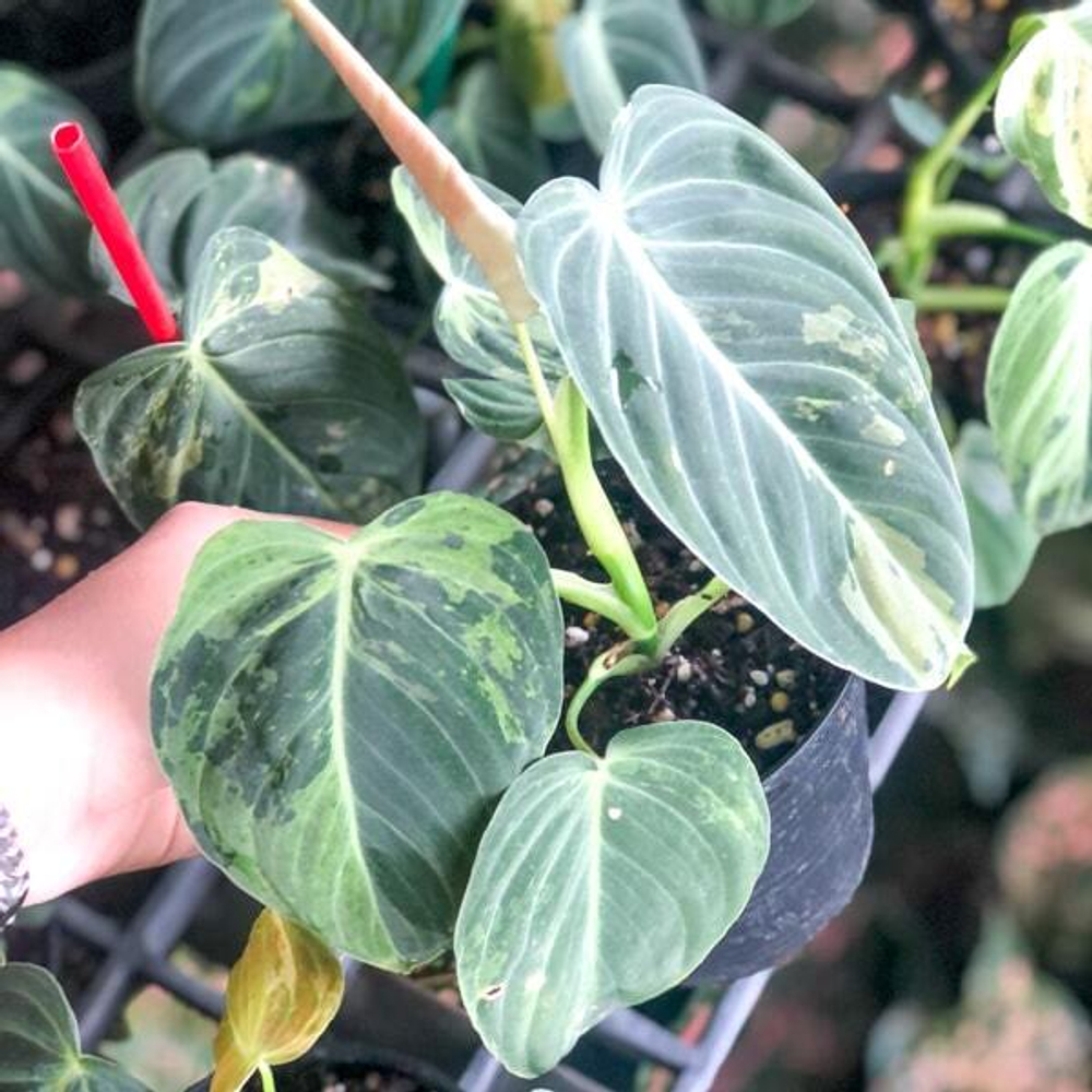 Филодендрон MELANOCHRYSUM VAR