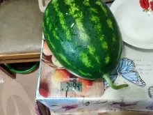 ФАРАО F1 семена арбуза (Syngenta | Alexagro)