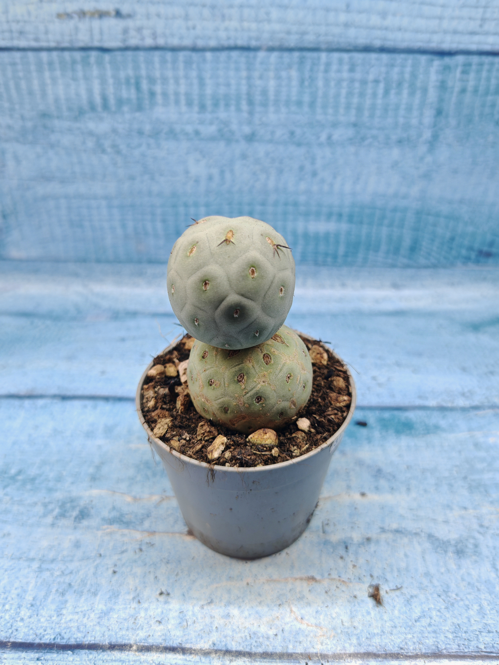 Tephrocactus Geometricus (Тефрокактус)