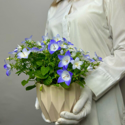 Кампанула колокольчик