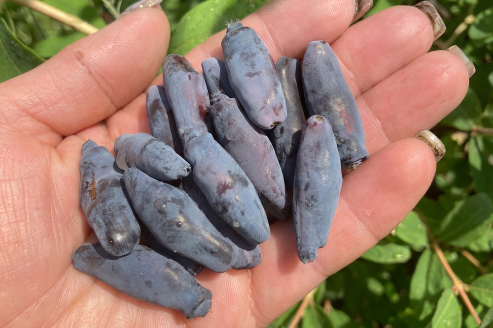 Саженец Жимолости съедобной «Ассоль» (Десертный вкус, Без горечи, Не осыпается, Крупная)