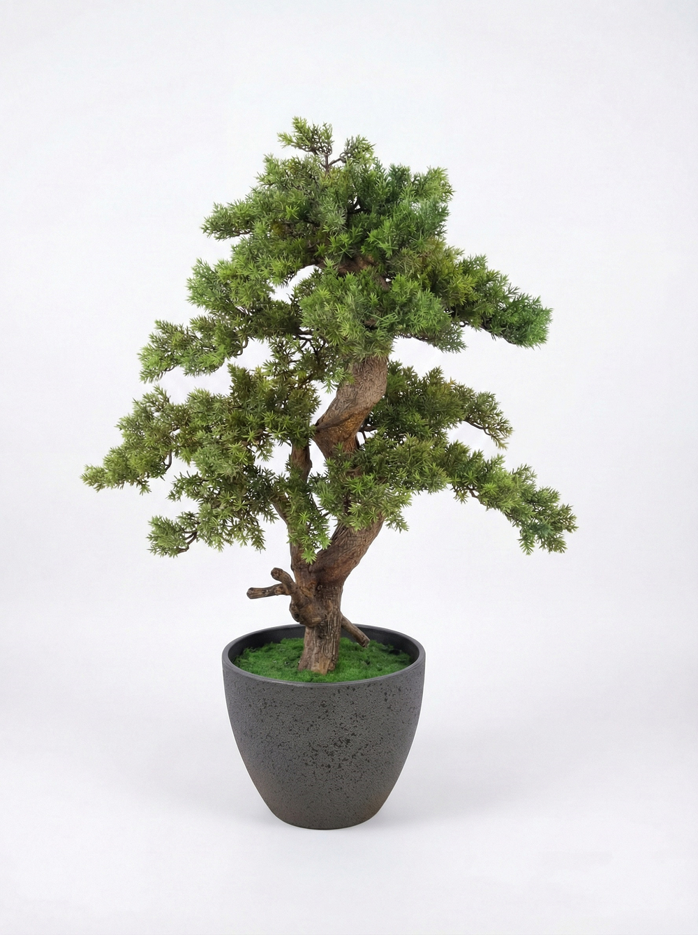 Бонсай Кедр 65см в кашпо Лофт Нео