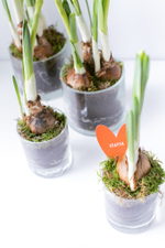 Композиция с первоцветами в стеклянной вазе размер S