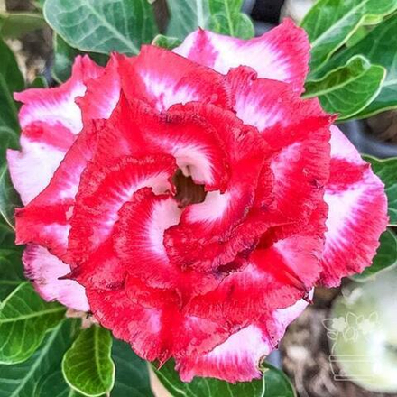 Адениум обесум CHAI LAI