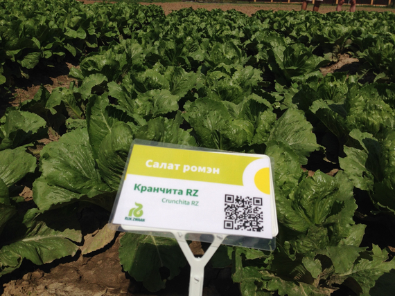 КРАНЧИТА семена салата Rijk Zwaan купить – фото 8