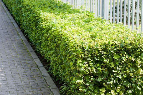 Живая изгородь для Сибири: пузыреплодник, дерен, спирея Живая изгородь для Сибири: пузыреплодник, дерен, спирея