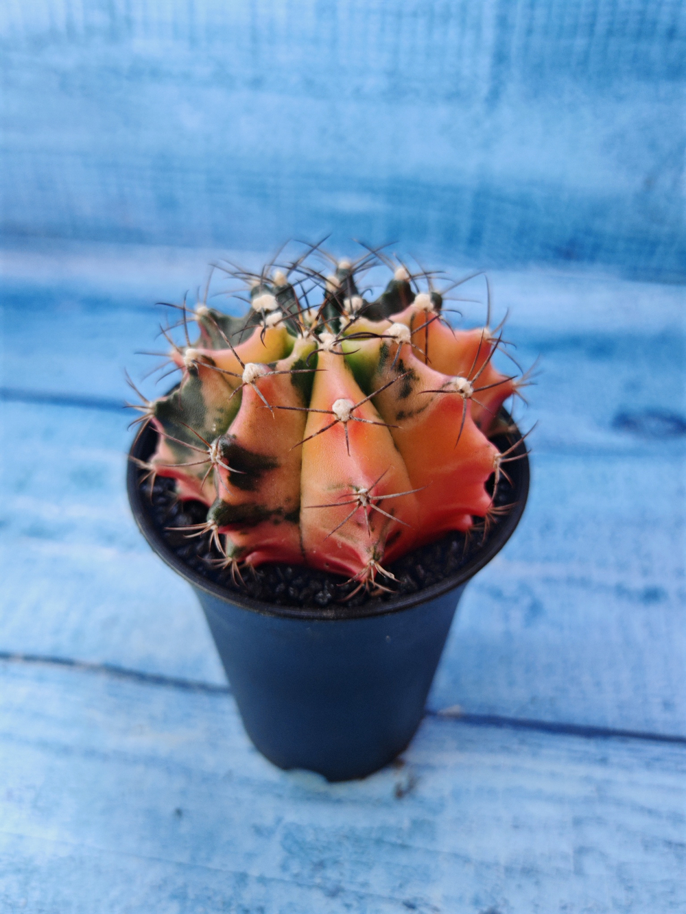 Gymnocalycium Variegata (Гимнокалициум Вариегатный)