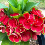 Эуфорбия Миля YOD KHUNPHOL