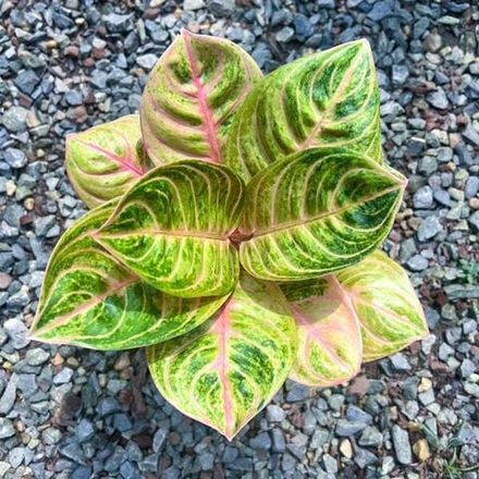 Аглаонема SIAM PERFECT