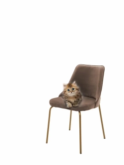 Стул "Флорес" 1 шт. Антивандальная ткань, Золотые ножки