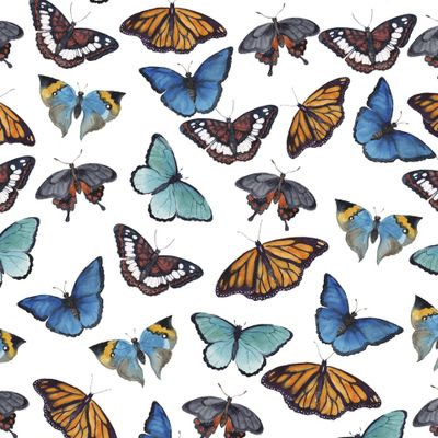 Тропические бабочки на белом фоне