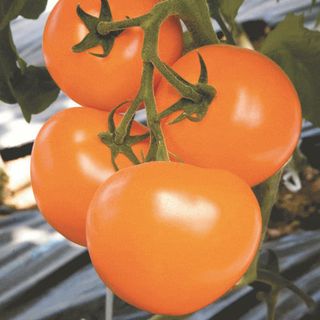 Томат ТИ 169 F1 10 (семян)