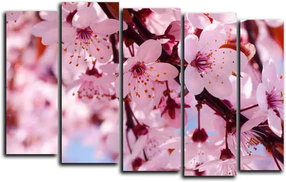 Модульная картина "Цветы вишни"