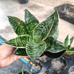 Сансевиерия HAHNII GILT EDGE