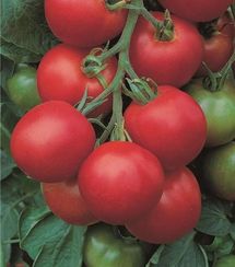 ТОЛСТОЙ F1 семена томата (Bejo | Alexagro)