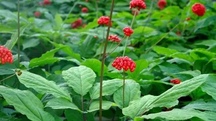 Женьшень (корень)