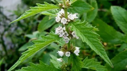 Зюзник европейский