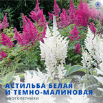 Астильба в ассортименте