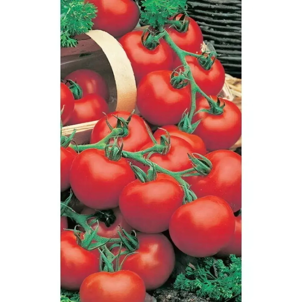 Семена Томат Сибирский Скороспелый (Марс) Б/П