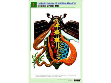 Рельефная таблица &#34;Внутреннее строение жука&#34; (формат А1, матовое ламинир.)