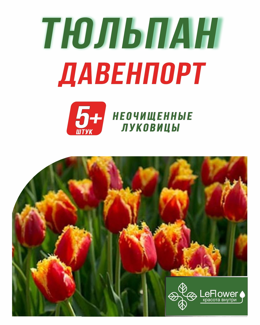 Тюльпан Луковица, Давенпорт, 5+ шт