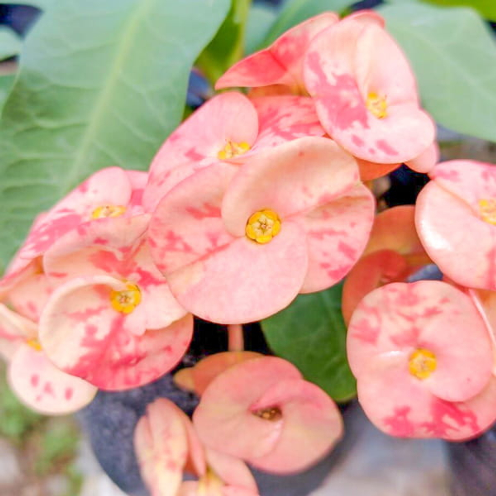 Эуфорбия Миля ROSE
