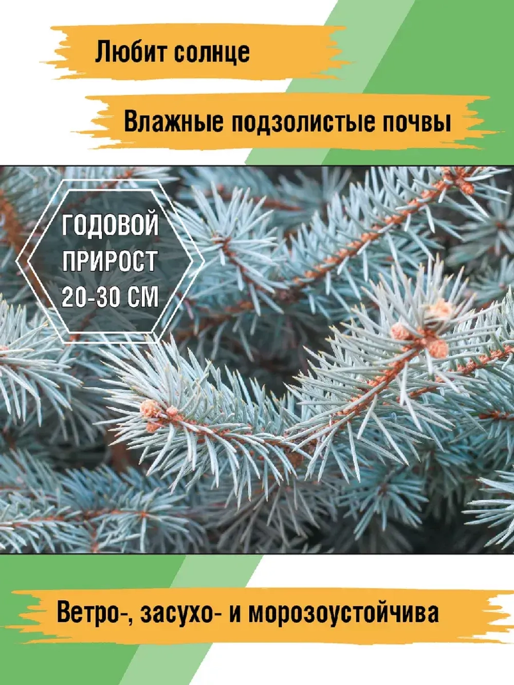 Саженец Ель колючая (голубая)