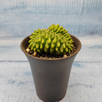 Gymnocalycium Spineless Crested form (Гимнокалициум Кристатный)