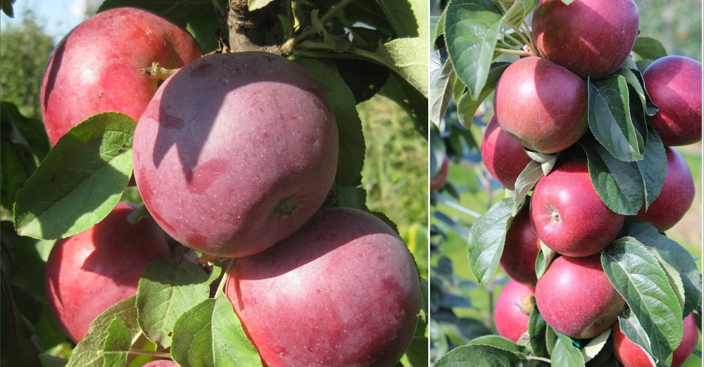 Саженец яблони колоновидной «Московское ожерелье» (Хит продаж, Зимняя)