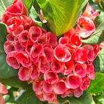 Эуфорбия Миля LUCKY ROSE