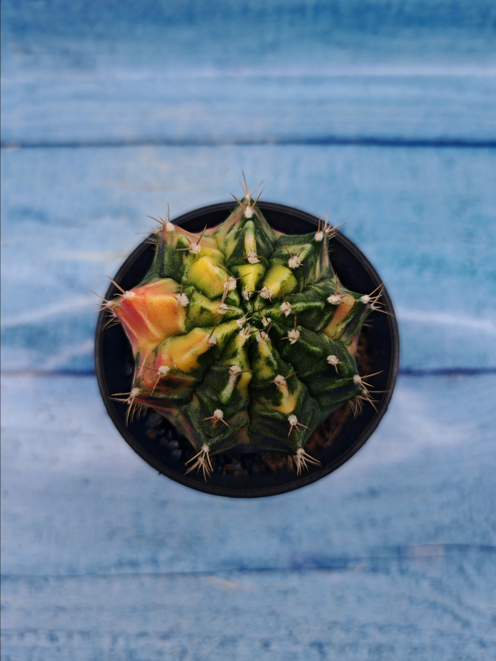 Gymnocalycium Variegata (Гимнокалициум Вариегатный)