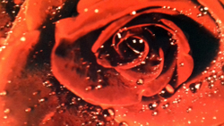 Микровелюр Xpoint (Икспоинт) 0043.01 Роза