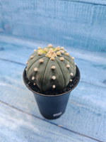 Astrophytum Asterias variagate (Астрофитум)