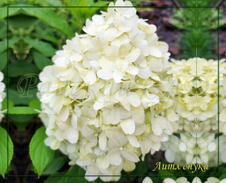 Гортензия метельчатая Литл спуки- Очень маленький (Hydrangea paniculata `Little Spooky`)