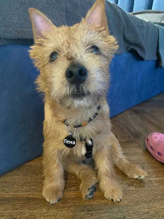 Адресник для собачек и кошечек, с гравировкой большая хромированная "Косточка" 38*25мм (металл)