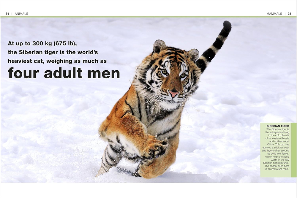 Animals (Pocket Eyewitness)