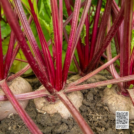 Цеппо F1 семена свеклы (Rijk Zwaan / Райк Цваан) в поле – фото 5