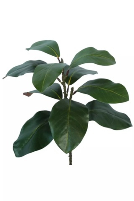 Ветка с листьями магнолии