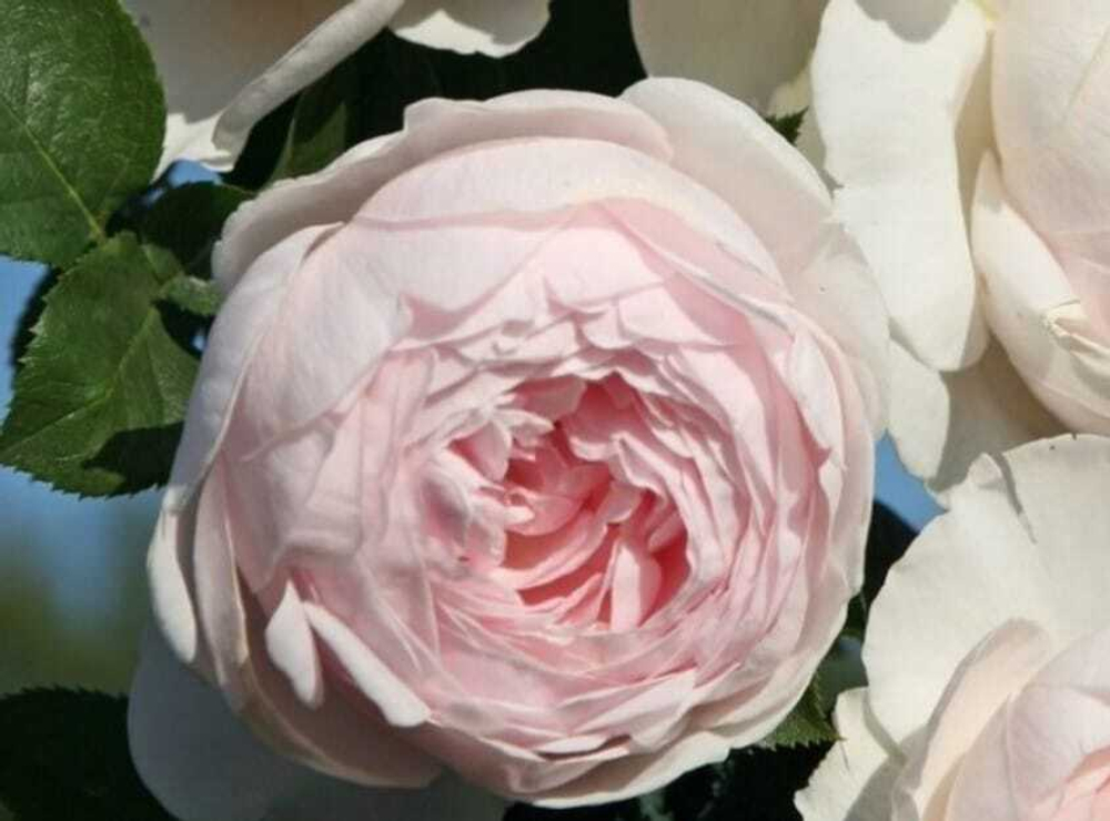 Роза Герцогиня Кристиана С7 Закупка М57 июнь 2026