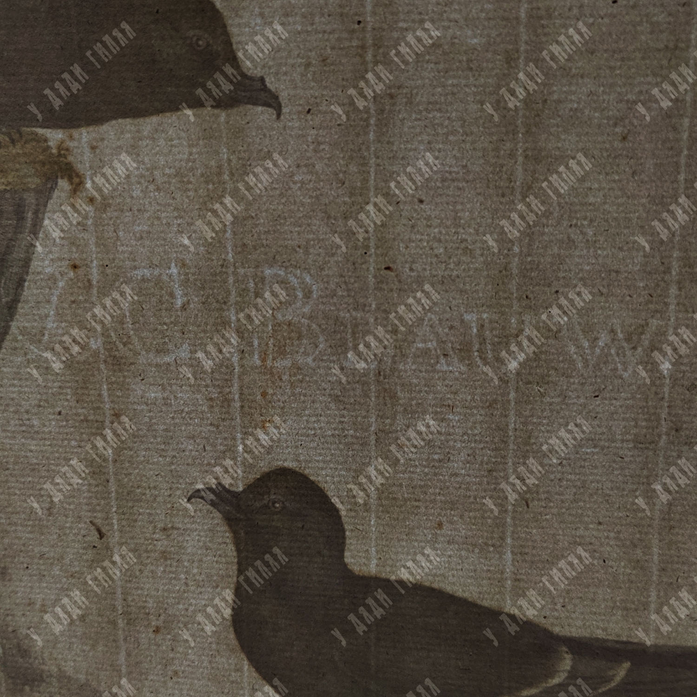 Зепп Ян Кристиан. Пара буревестников. Гравюра на меди, акварель. Амстердам. 1797 г.