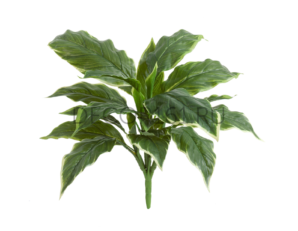 Хоста Соу Свит зелёная с белой каймой д-45/50 см, в-30 см (Sensitive Botanic) 12/96 20.1152GWH