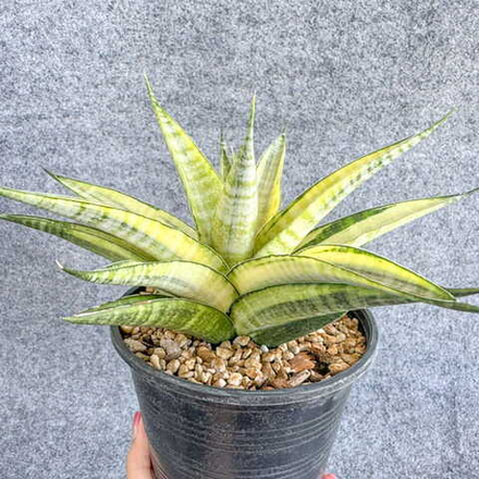 Сансевиерия CHAIYO VAR