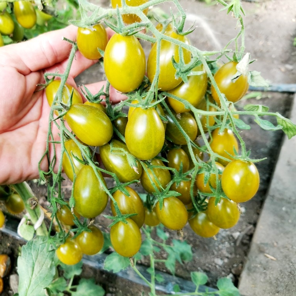 Помидоры - Штурмовой Норман - Stormin' Norman