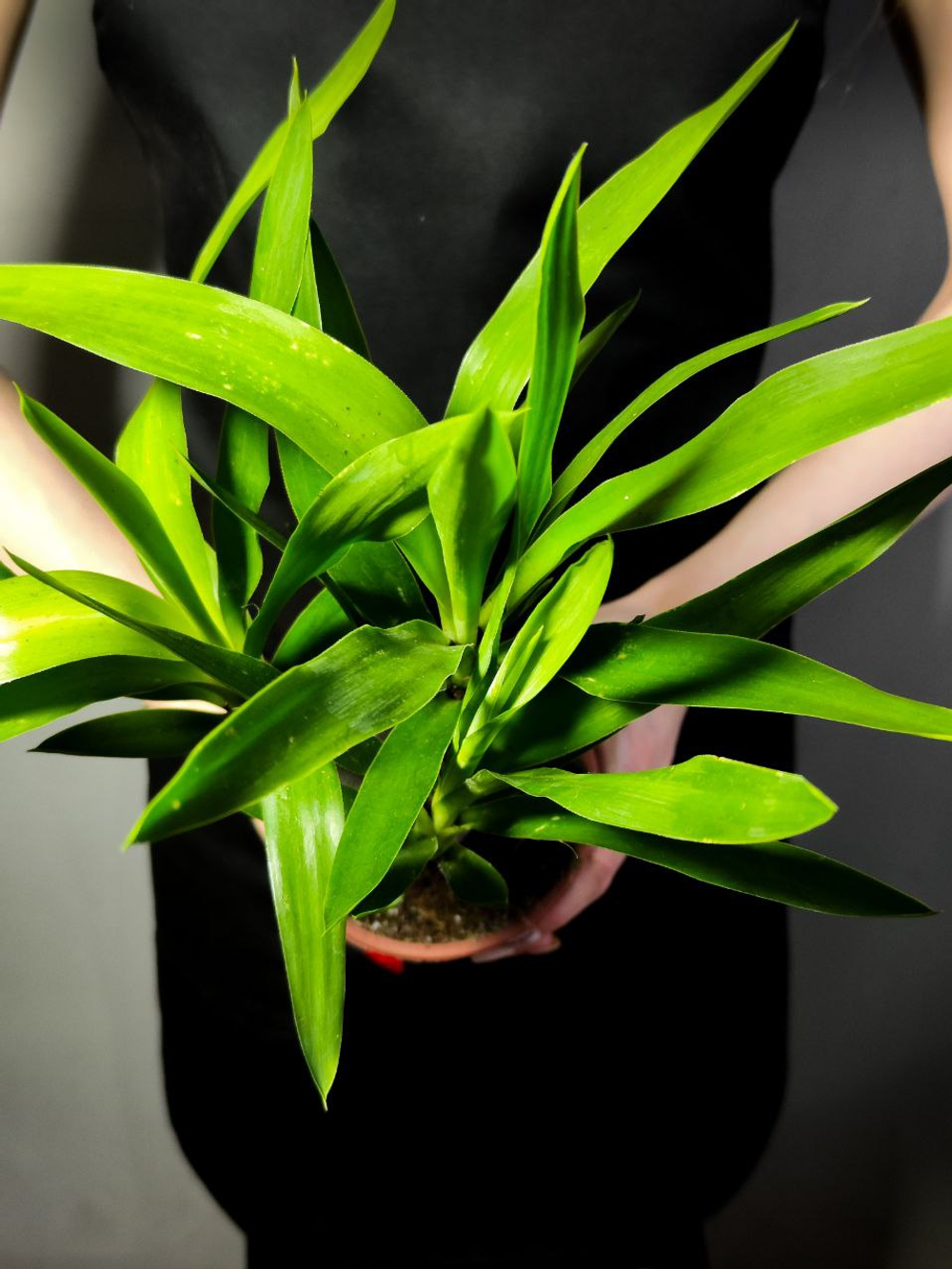 Юкка Слоновая D12см